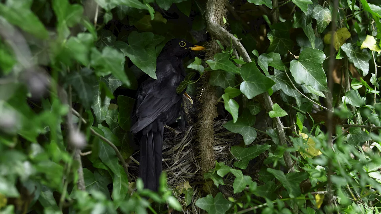 Nistkästen für Vögel: Die flatternden Gartenbewohner unterstützen