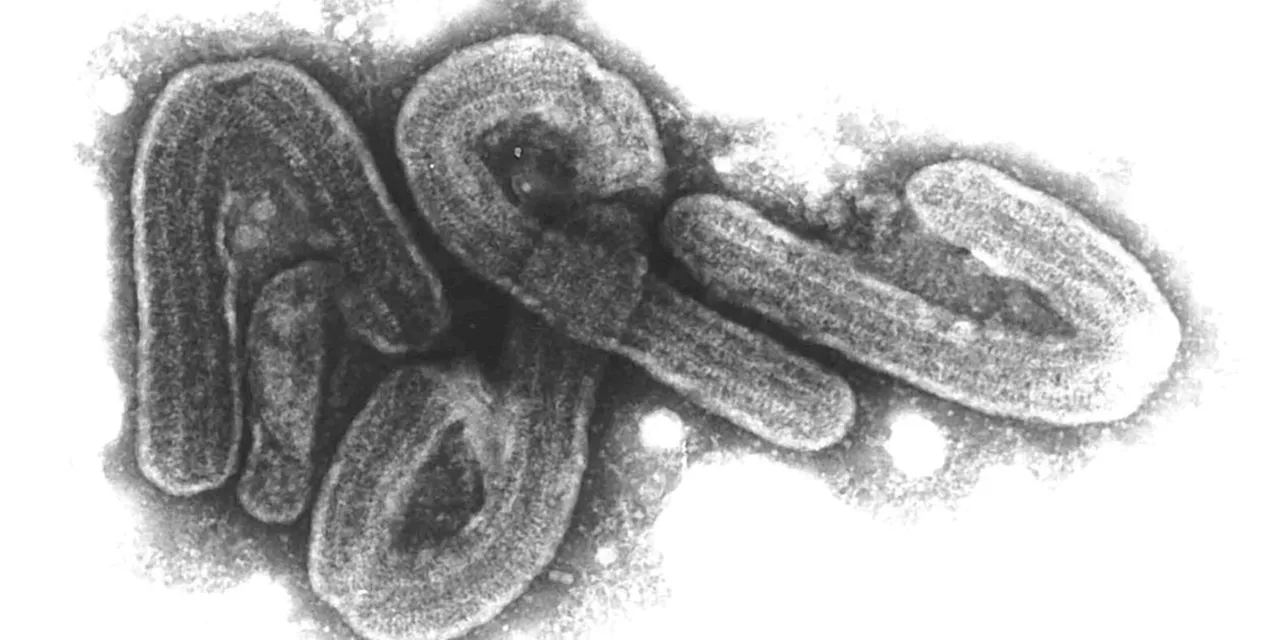 Ruanda erkl&auml;rt Marburg-Virus-Ausbruch f&uuml;r beendet