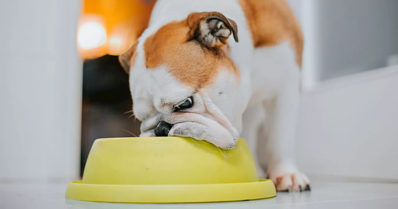 Fifth of dog owners have considered shoplifting dog food over cost