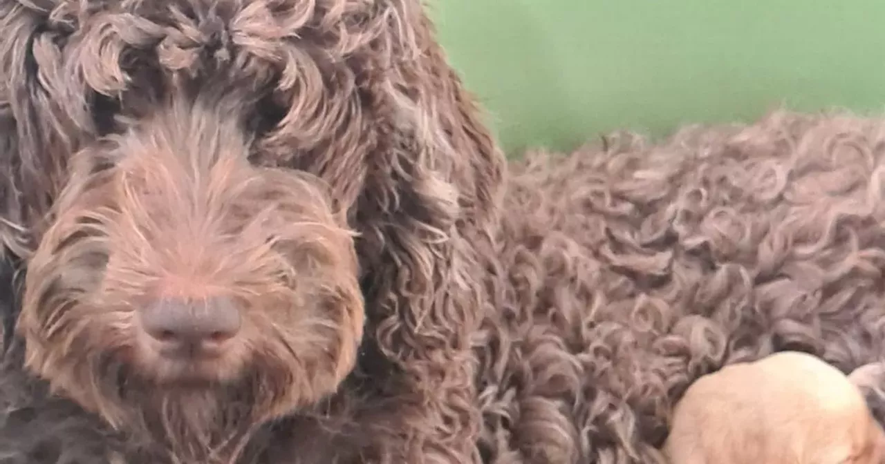 'UK's top Labradoodle' breeder banned from owning dogs over welfare concerns