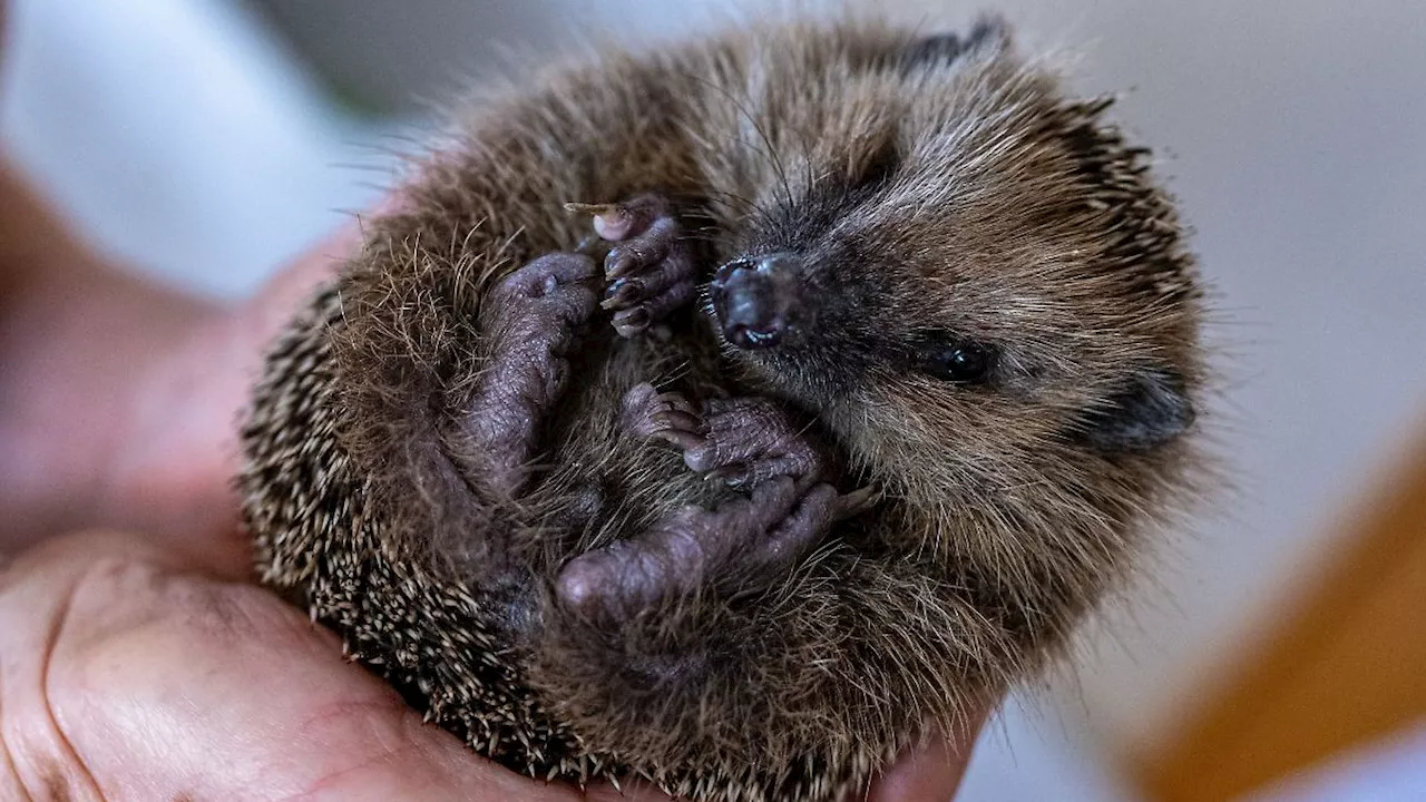 Berlin: Auffangstation für Igel überlastet