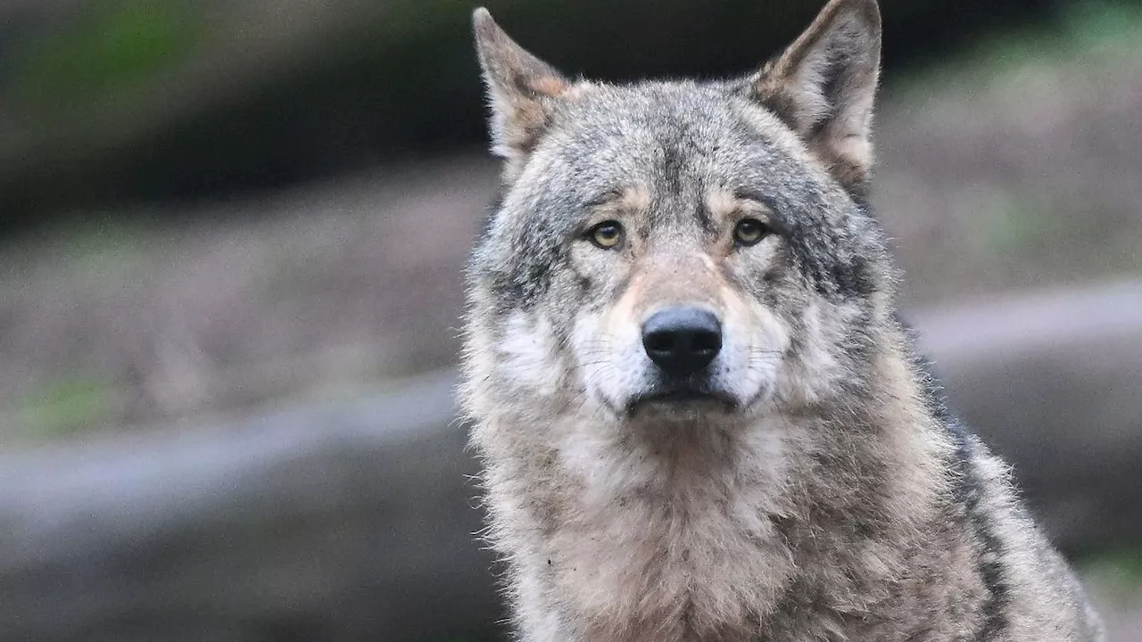 Berlin & Brandenburg: Angriff auf Hund: Regelung für Wolfsabschuss gefordert