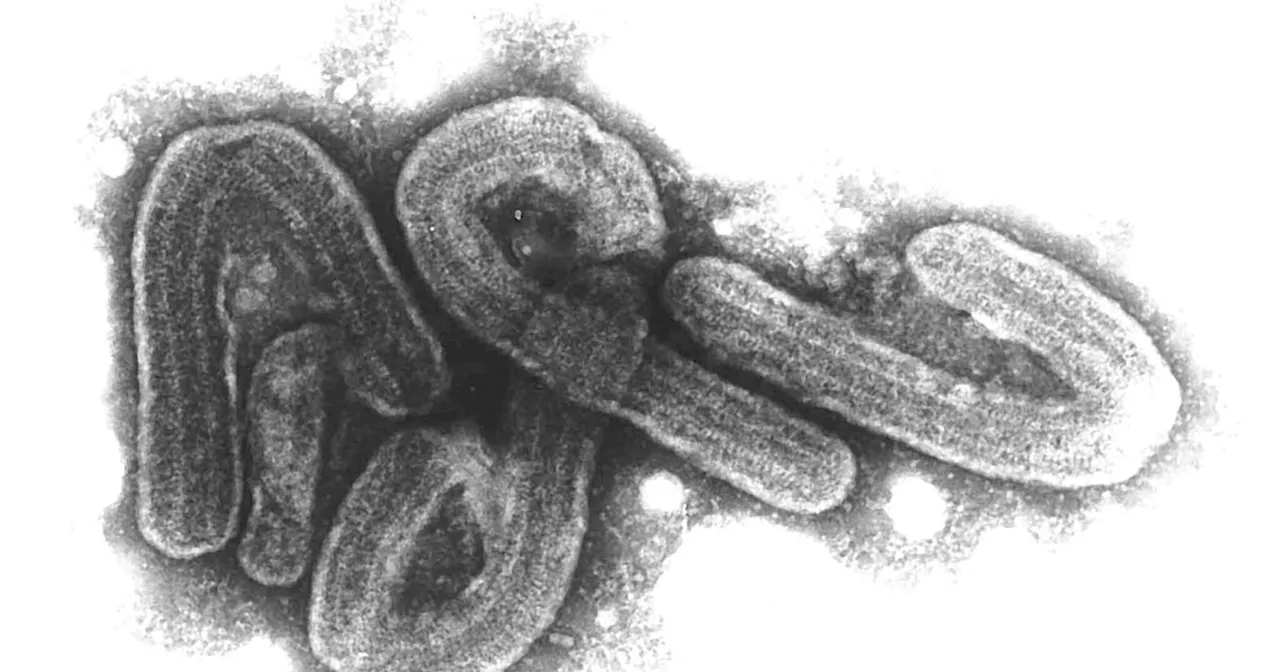 Ruanda erklärt Marburg-Virus-Ausbruch für beendet