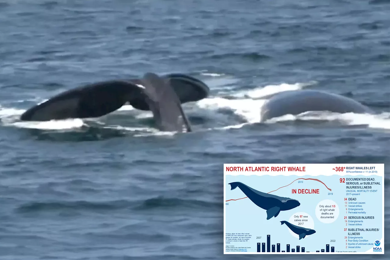 Endangered Right Whales Spotted with Life-Threatening Entanglements