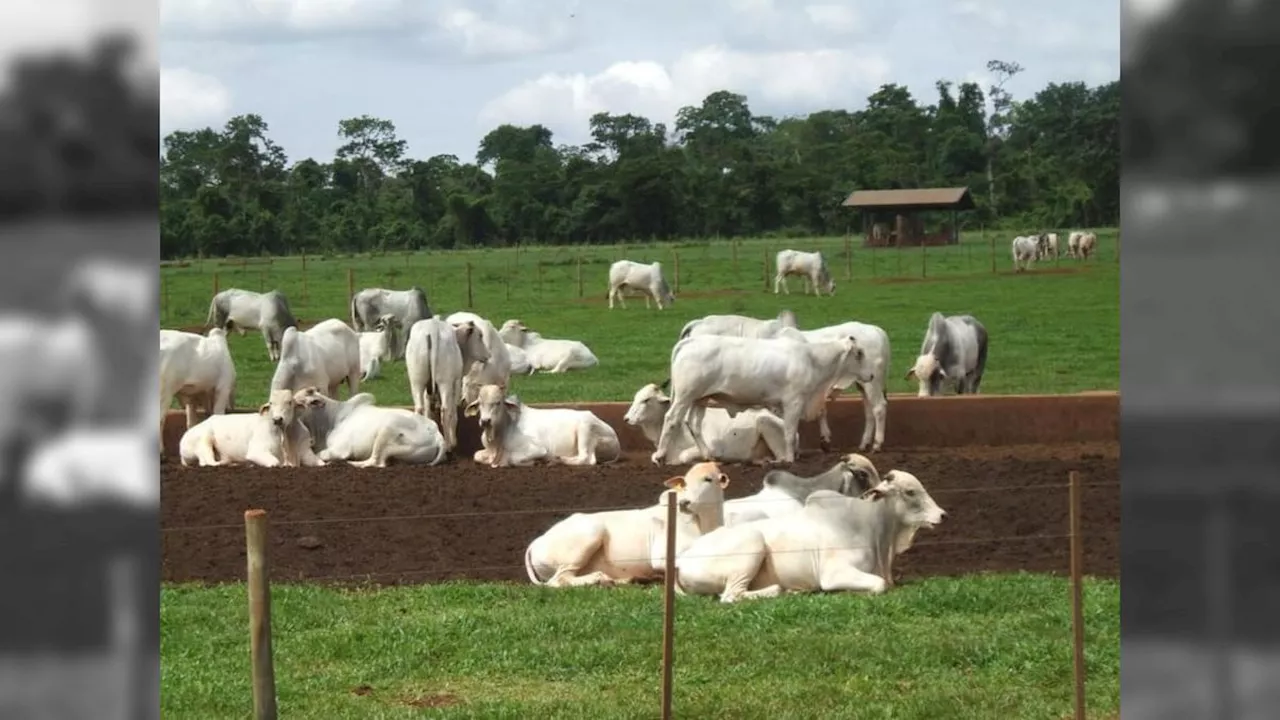 Veja quanto custa alimentar um boi nas principais regiões produtoras do Brasil