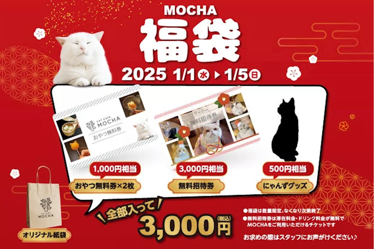 猫カフェMOCHA: 癒し空間を提供し、世界へ展開