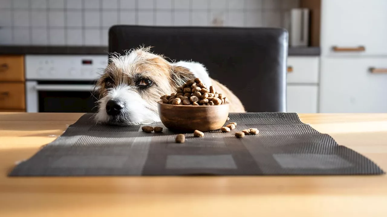Hundefutter-Rückruf: MHD-Fehler bei verschiedenen Marken
