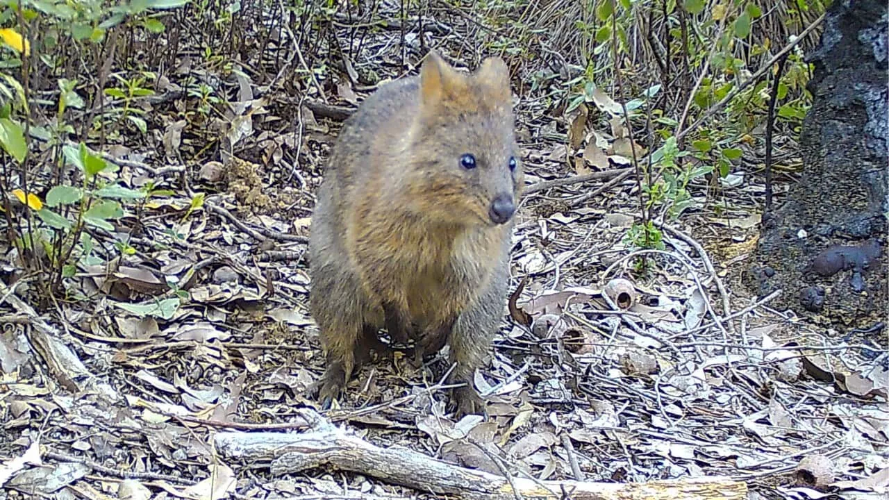 Quokkas Spotted in Perth Hills for First Time in Aboriginal Water Health Project