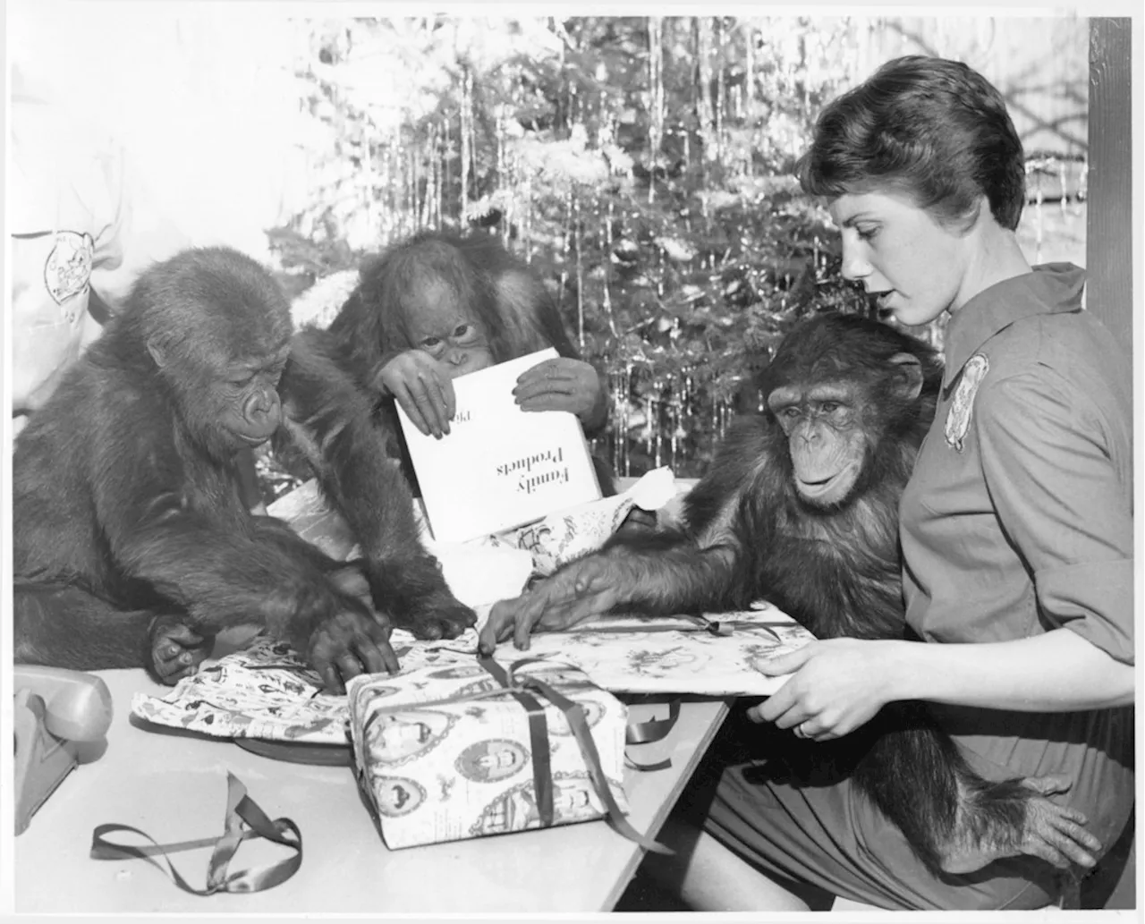 From the Archives: Zoo Christmas