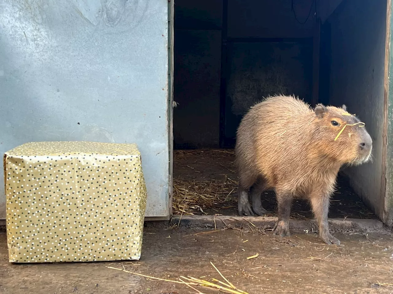 Telford Zoo Animals Celebrate Christmas with Festive Enrichment