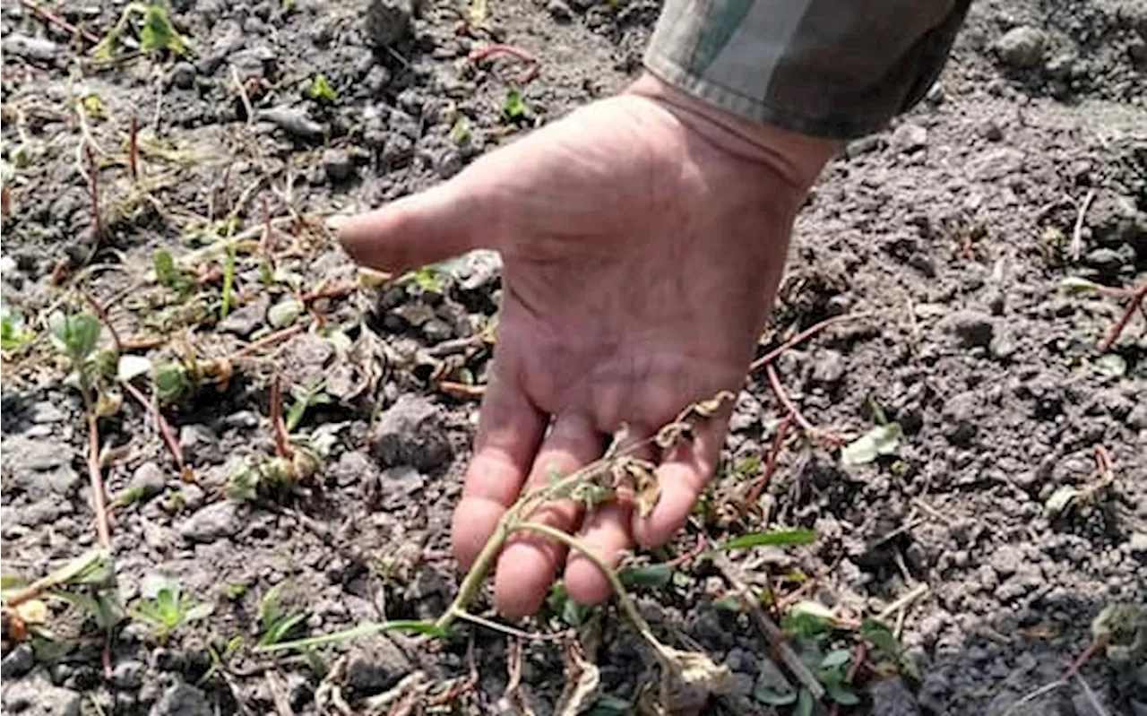 Danni devastanti all'agricoltura italiana: siccità, maltempo e epidemie