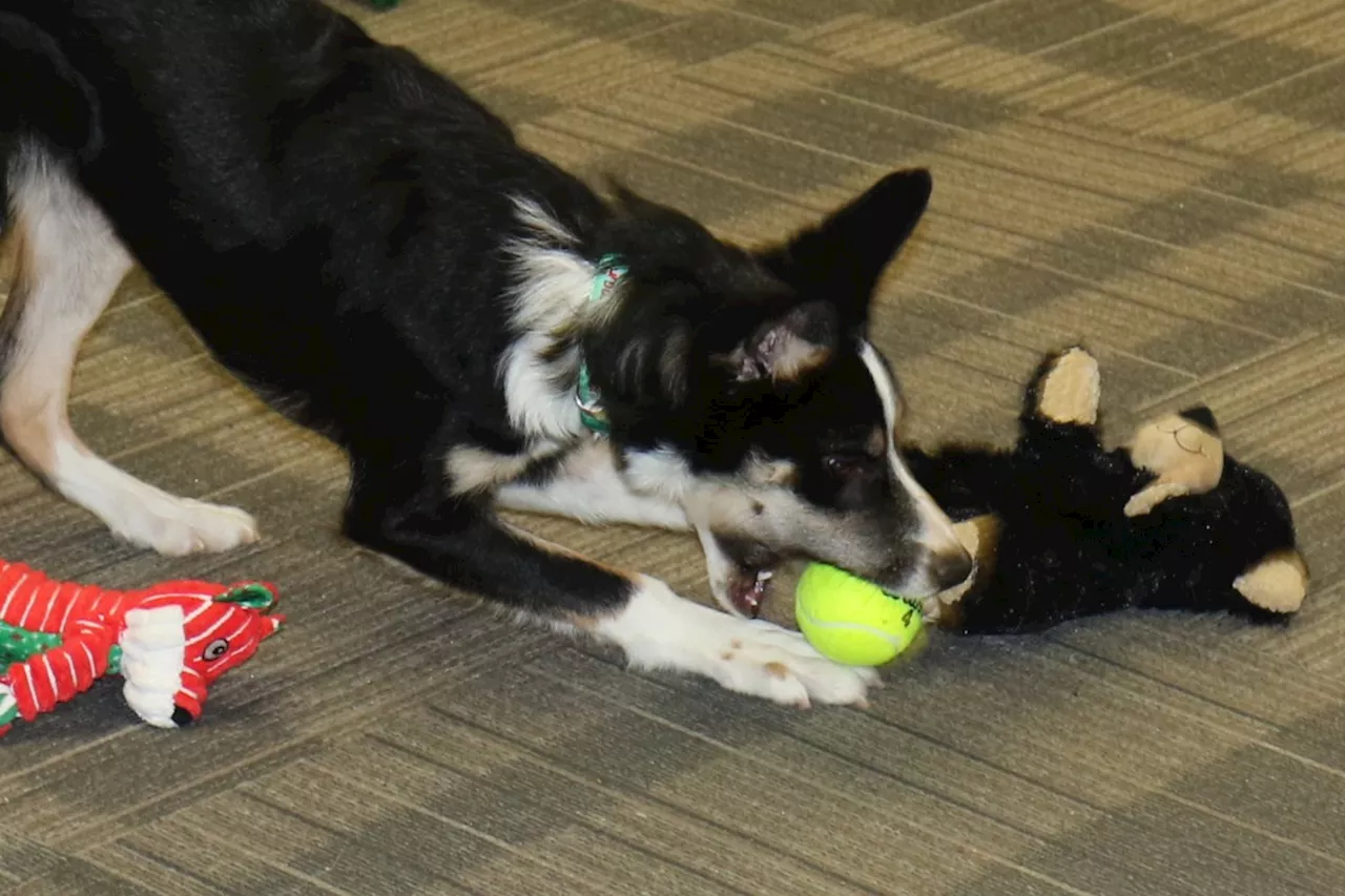 Sault businesses make Christmas a little brighter for sheltered dogs