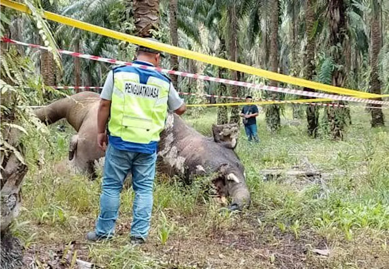 Borneo Pygmy Elephant Carcass Found in Sabah Plantation