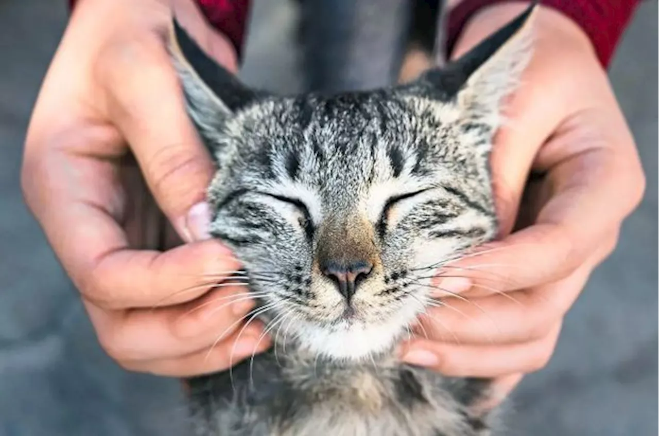 Universiti Malaya Cats Found Dead in Gruesome Incident