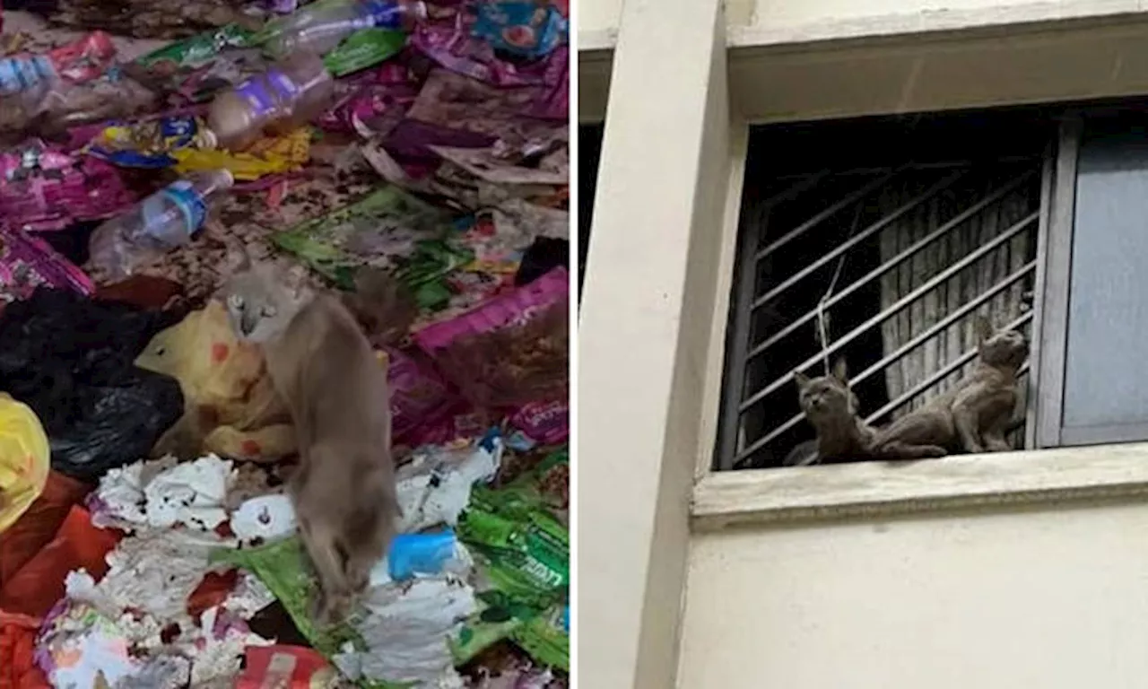 NParks Removes Cats from Bedok Reservoir Flat Amid Neglect Concerns