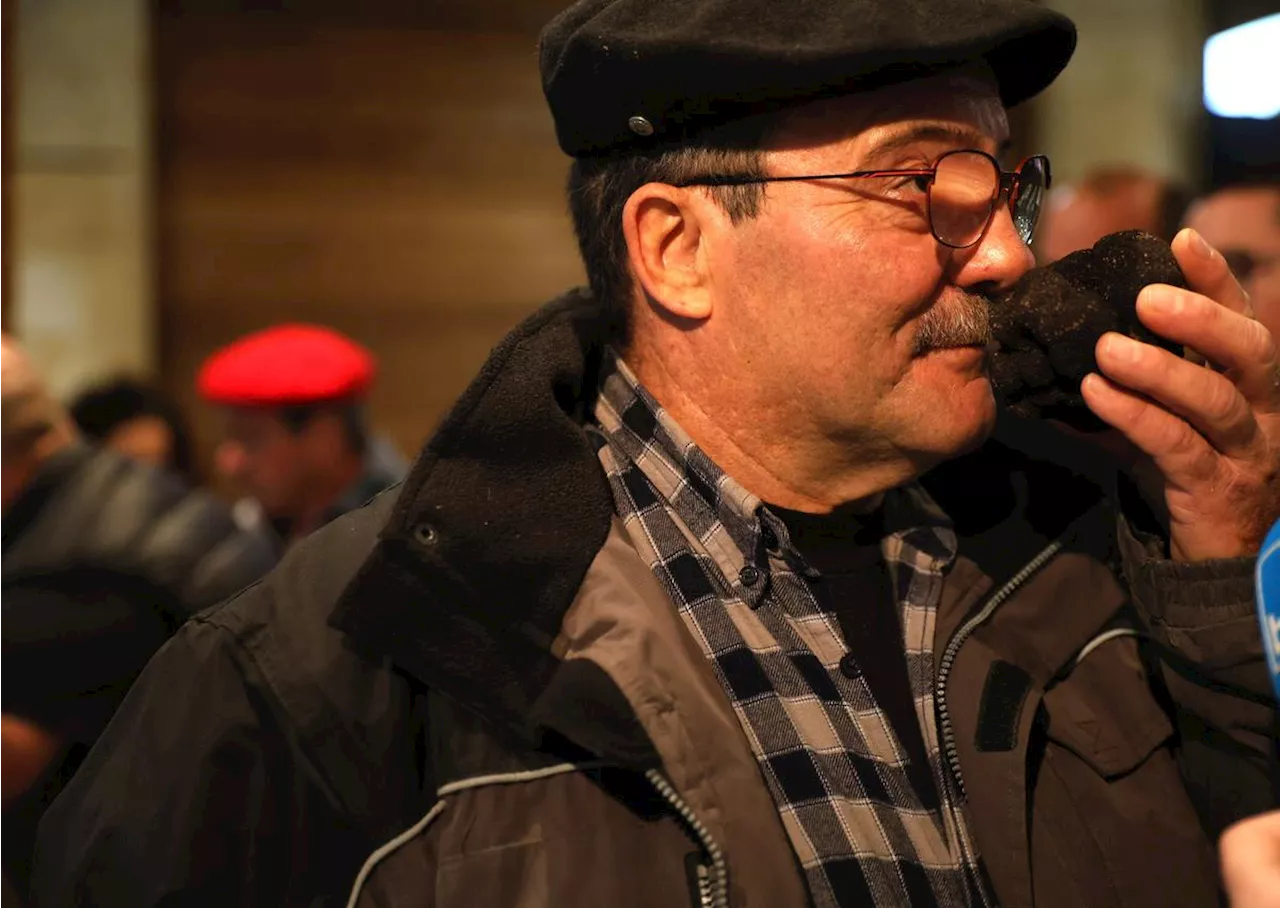 En Dordogne, le cours de la truffe grimpe à l’approche des fêtes