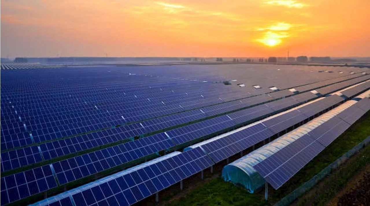 En Gironde, Terapolis ambitionne de cultiver des légumes sous des panneaux solaires