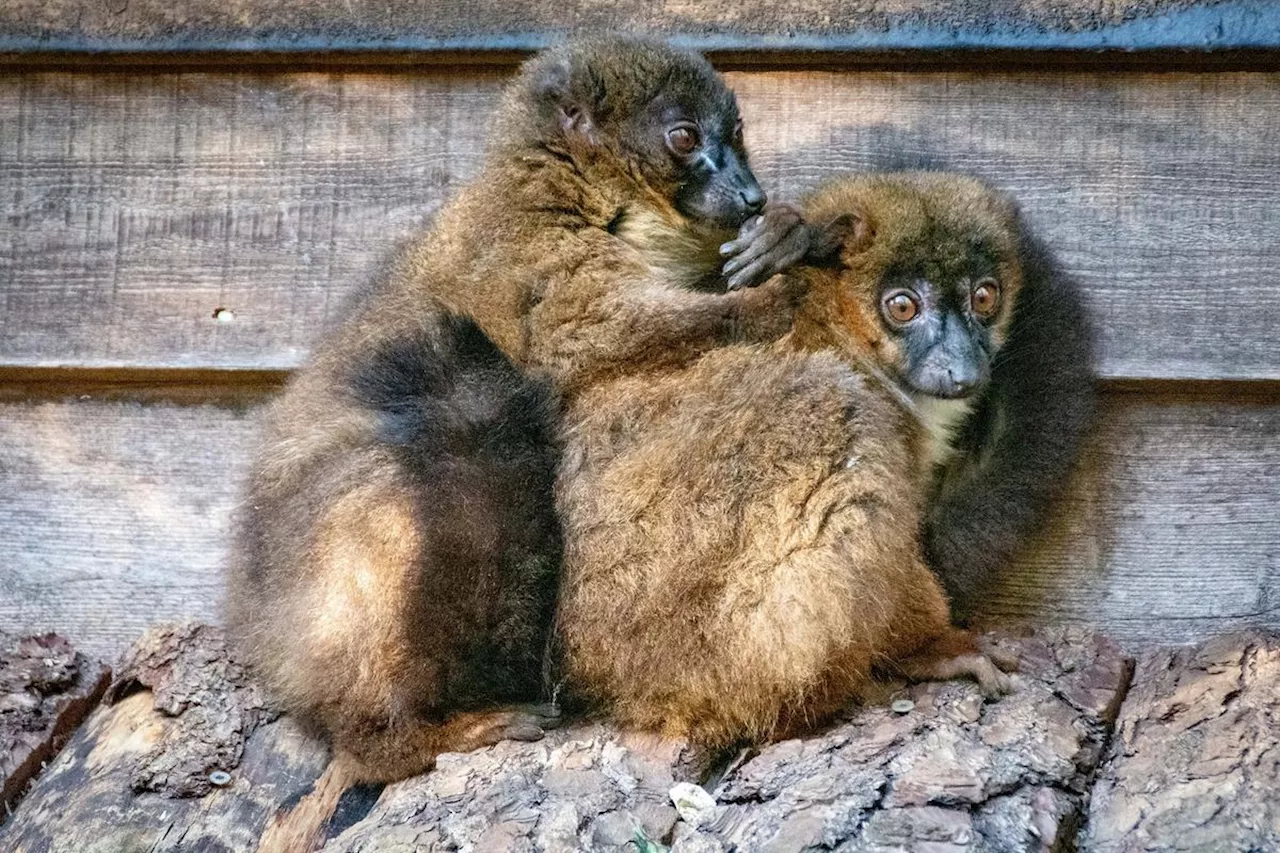 Les enfants peuvent devenir apprentis soigneurs dans cette réserve zoologique de Dordogne