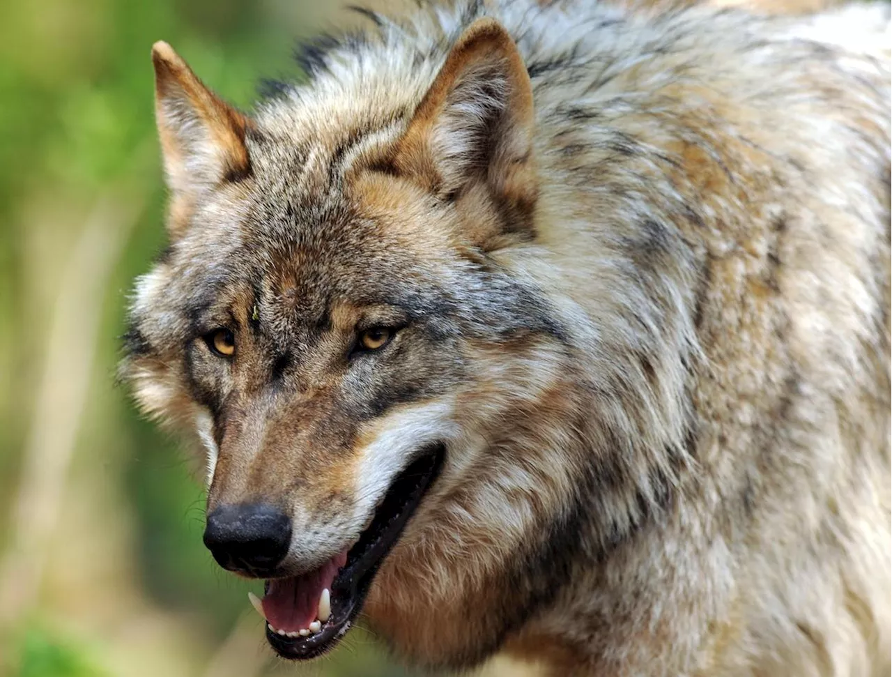 Présence du loup en Gironde : des aides aux éleveurs pour protéger les exploitations