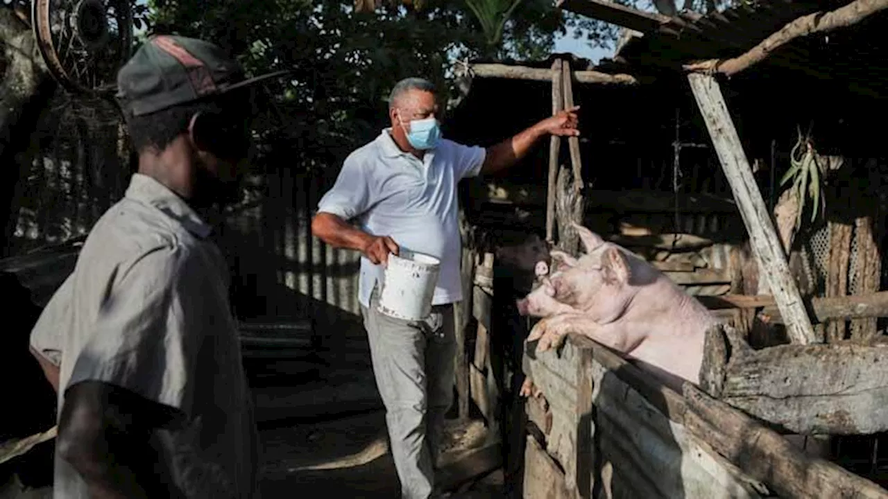 Demam Babi Afrika (ASF) dan Perbedaannya dengan Demam Babi Klasik