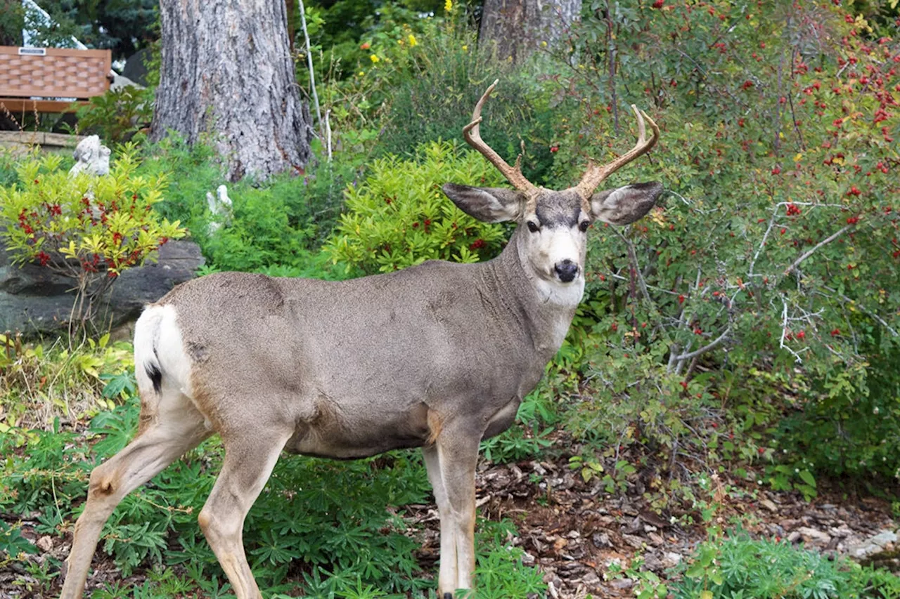 B.C. to sample 200 Cranbrook, Kimberley urban deer for chronic wasting disease