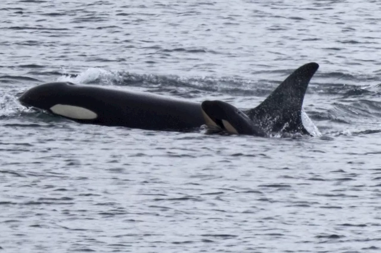 'Days old' orca calf is 'cautious' boost for B.C. endangered southern residents