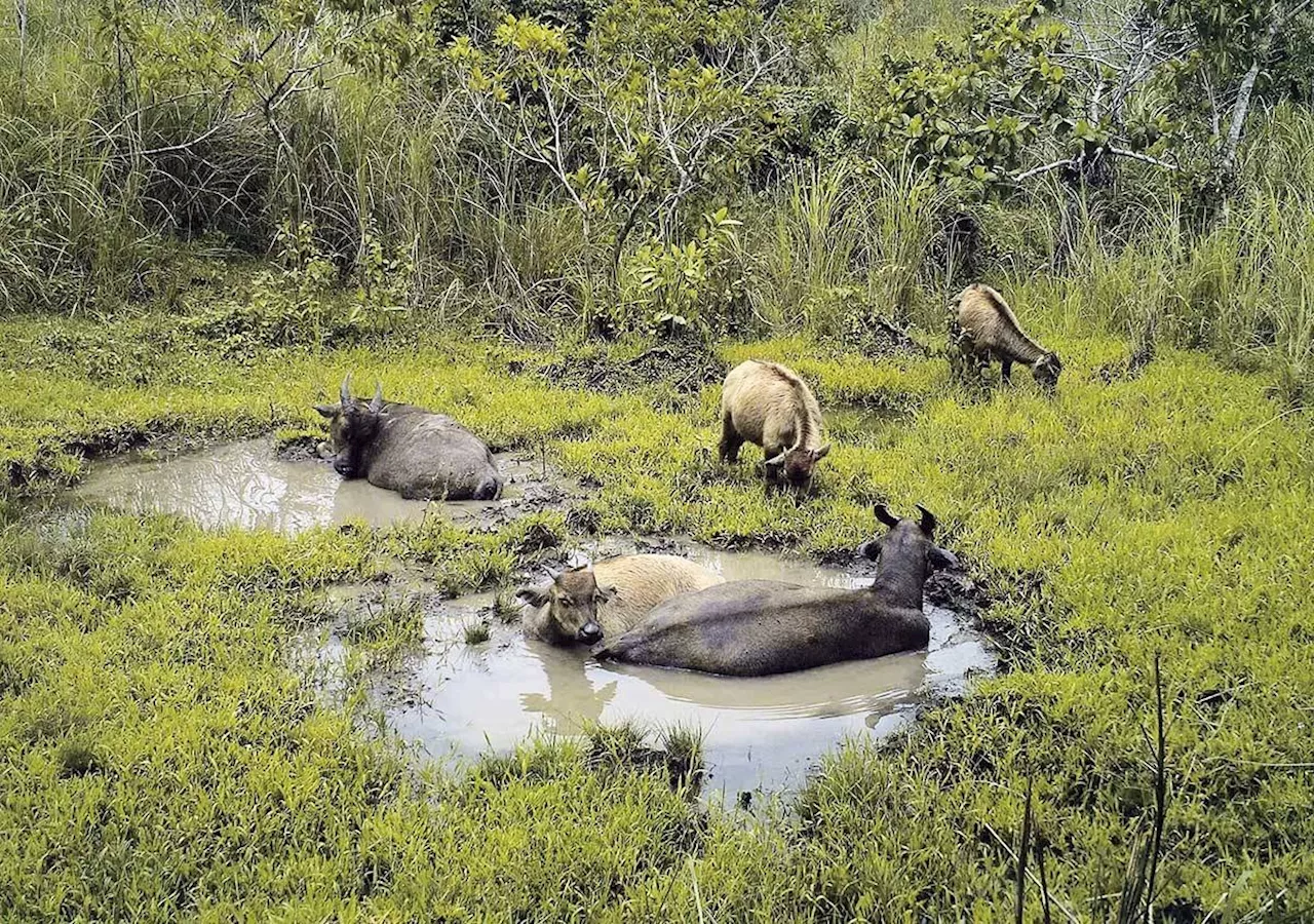 Toyota pledges P3-M fund to protect the Tamaraw