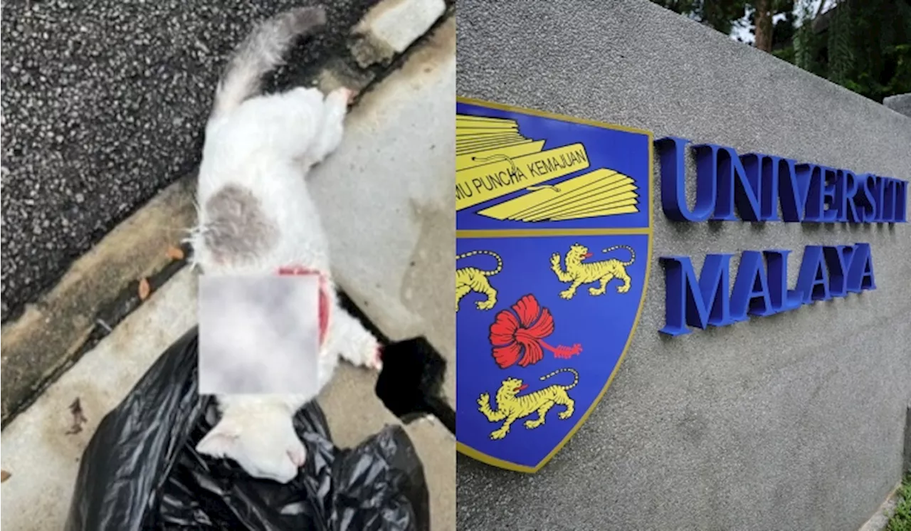 Dismembered Cats Spark Fears of Serial Killer in Malaysia