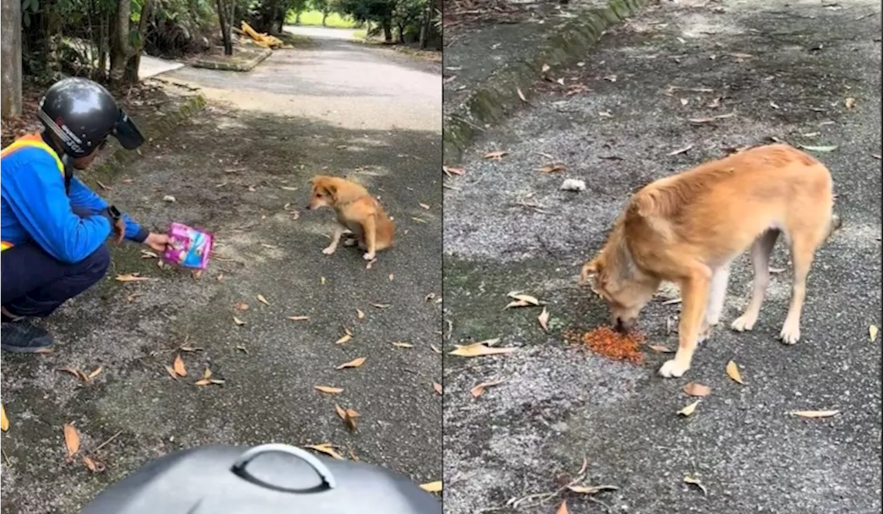 Kindness of Malaysians: Man Feeds Stray Dog, Touched by Animal's Gratitude