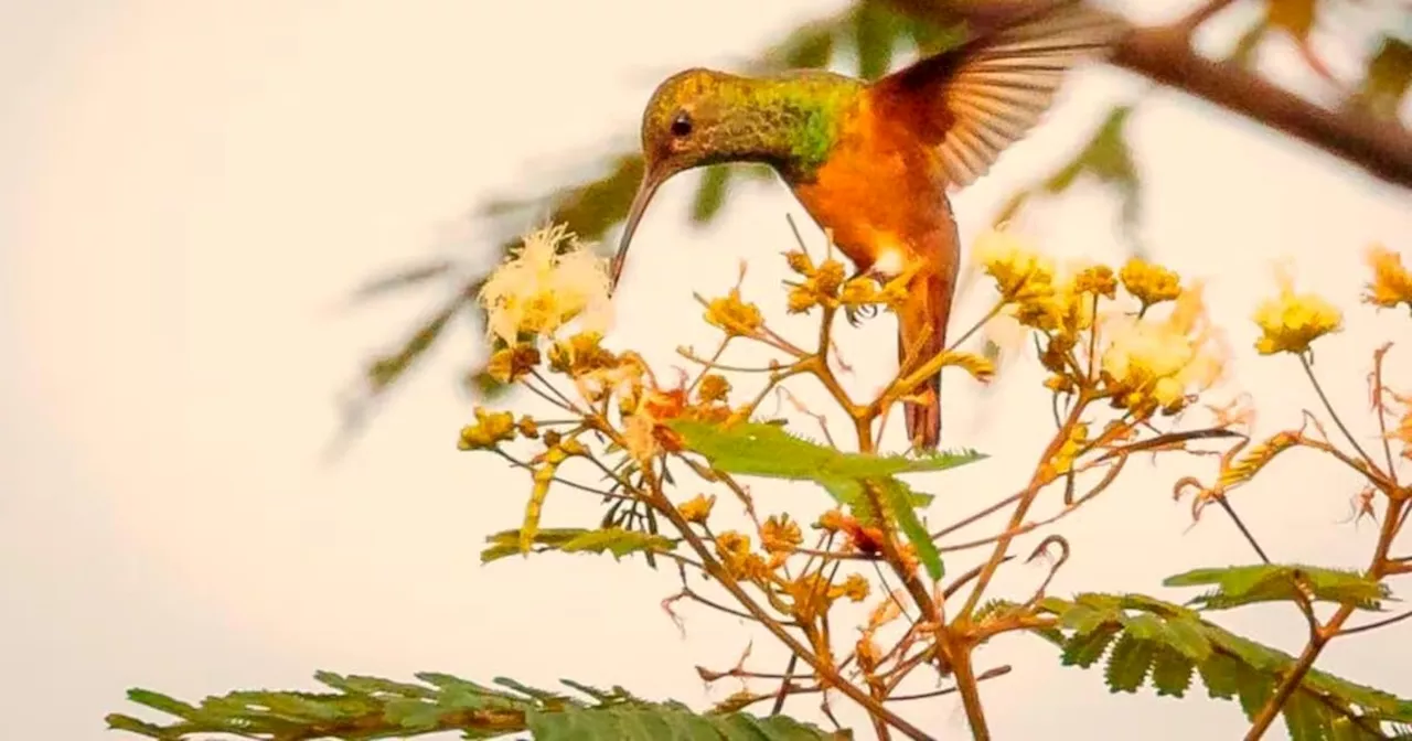 Barrancabermeja celebra sus cielos: 400 especies de aves y una guía que inspira conservación