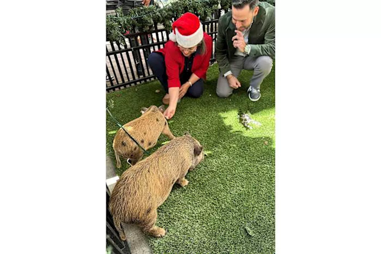 Baby pigs get Christmas pardon from Florida mayor in a Cuban twist on White House turkey tradition