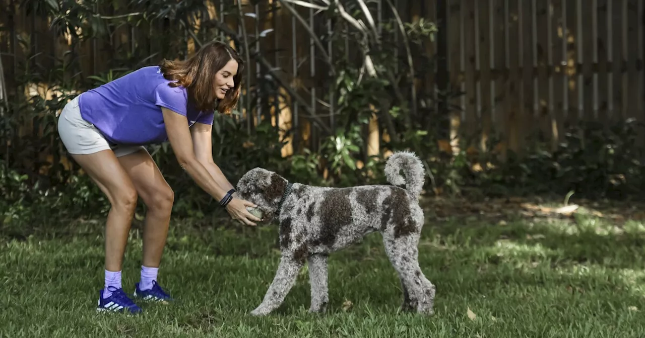 People Can Foster Dogs for a Day in New San Diego County Program