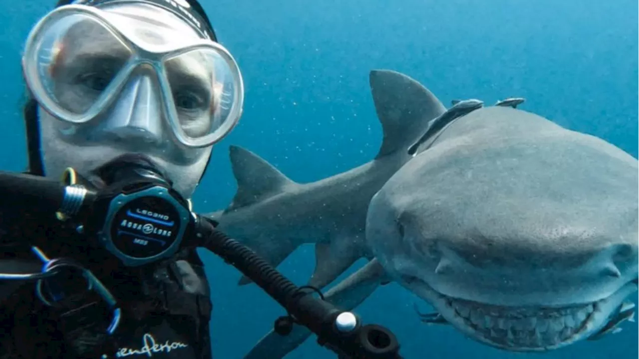 Shark lover Allison Dawn captures ripper selfie with smiling lemon shark Snooty