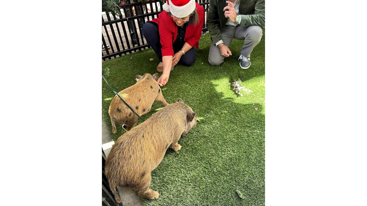 Baby pigs get Christmas pardon from Florida mayor in a Cuban twist on White House turkey tradition