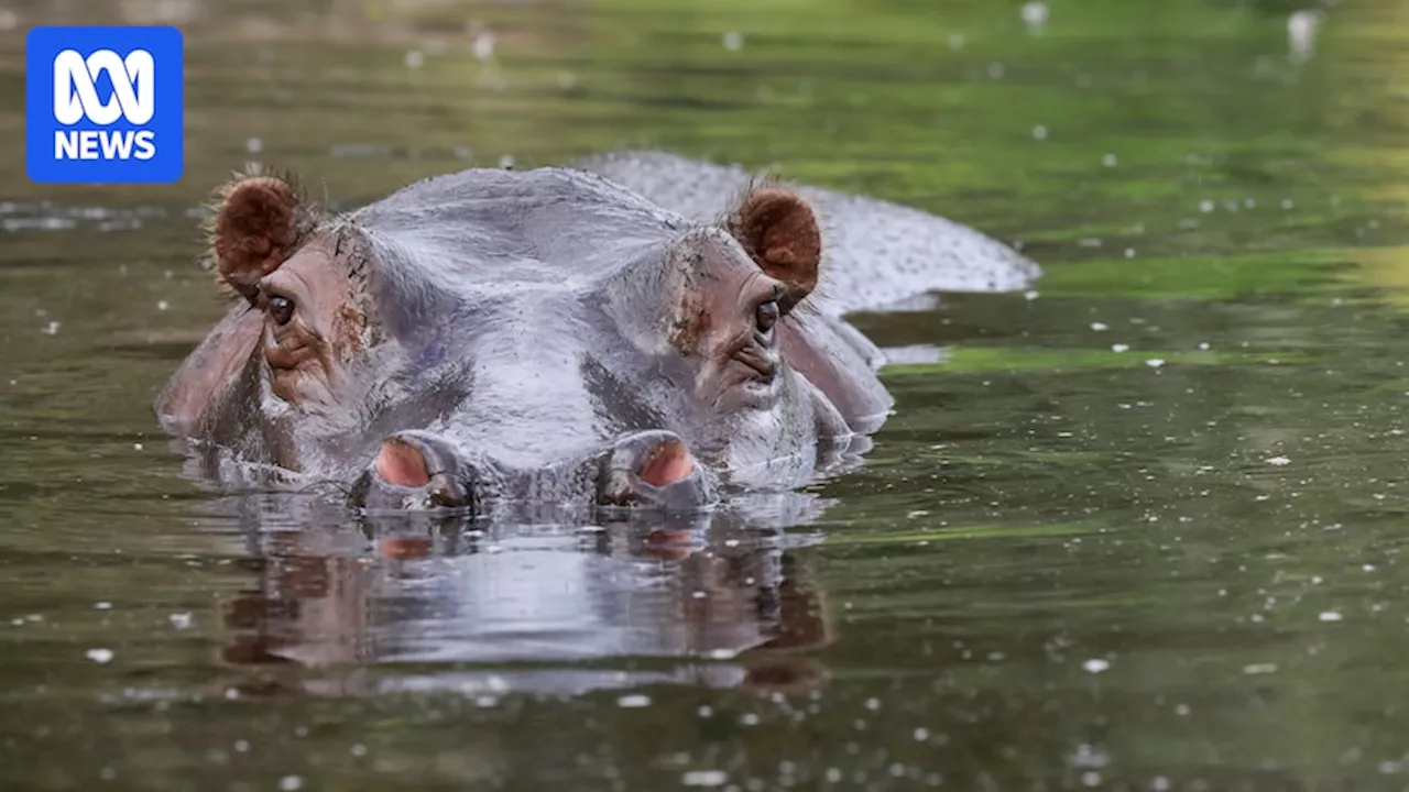 Australia set to import hippopotamuses after 40-year ban ends