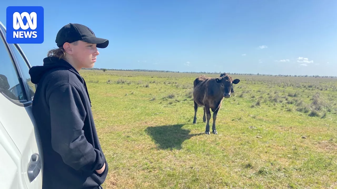 Boys to the Bush helps youths through community connection, practical skills