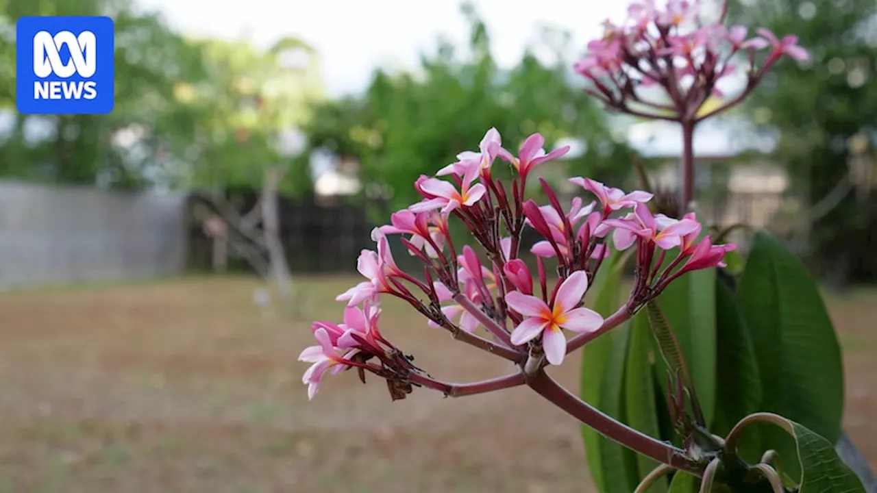 Mental health services still lacking 10 years after Cairns child killings, relative says