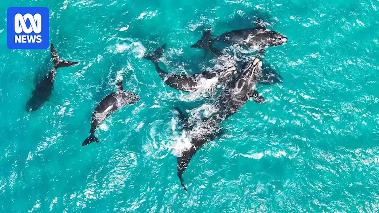 Southern right whales' life span rises as study reveals blow to northern species