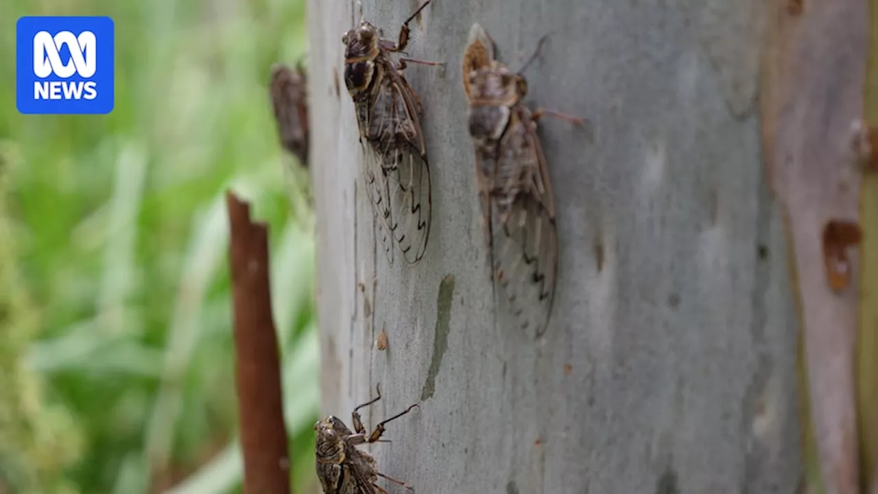 Why cicadas seem so much louder this year