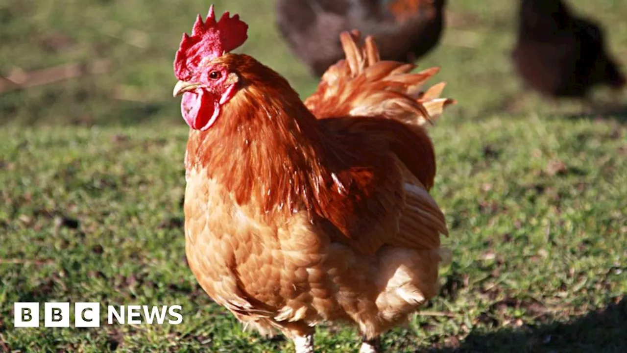 Bird flu: All captive birds to be kept indoors to prevent spread