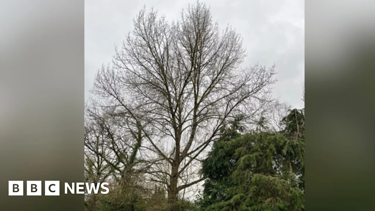 Dorset farm appeals for help saving 'rare' black poplar trees