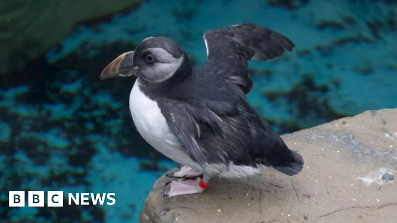 Young Manx puffin 'fitting in well' at new home in Cornwall