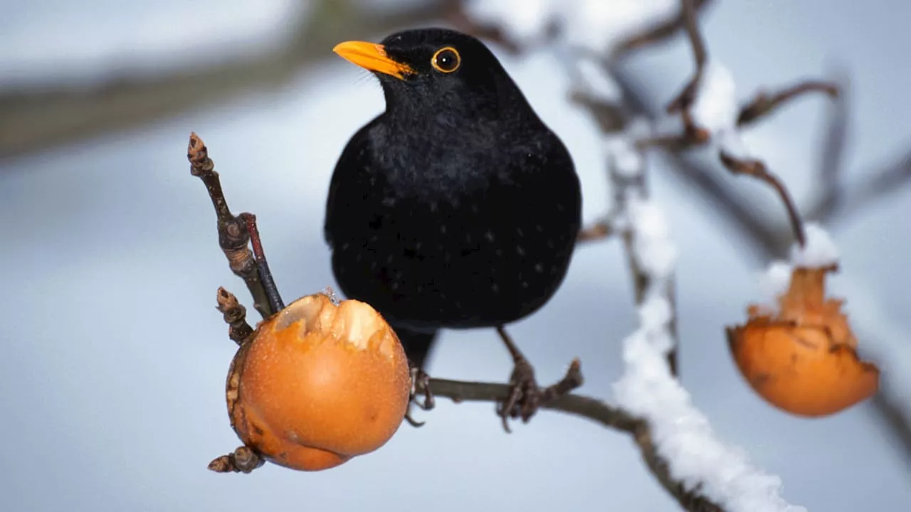 Vögel im Winter: Was fressen Amsel, Fink, Spatz und Meise?