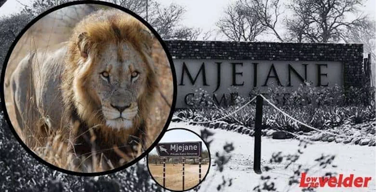 Rogue Mbombela lion caught in Mjejane Game Reserve’s political crossfire