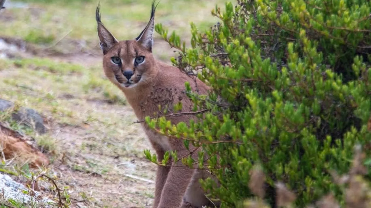 Cat videos & wild caracals: How the internet’s viral trends can help conservation