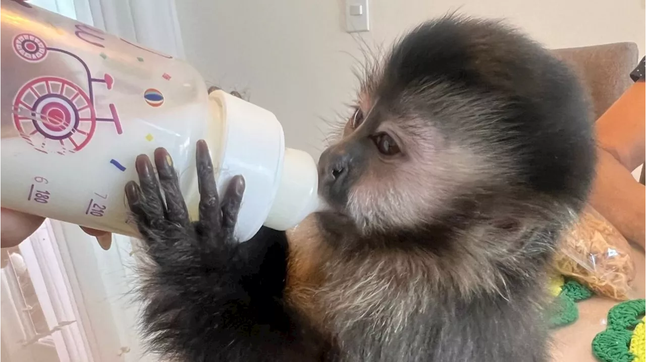 Justiça determina que Ibama devolva macaca de estimação para família