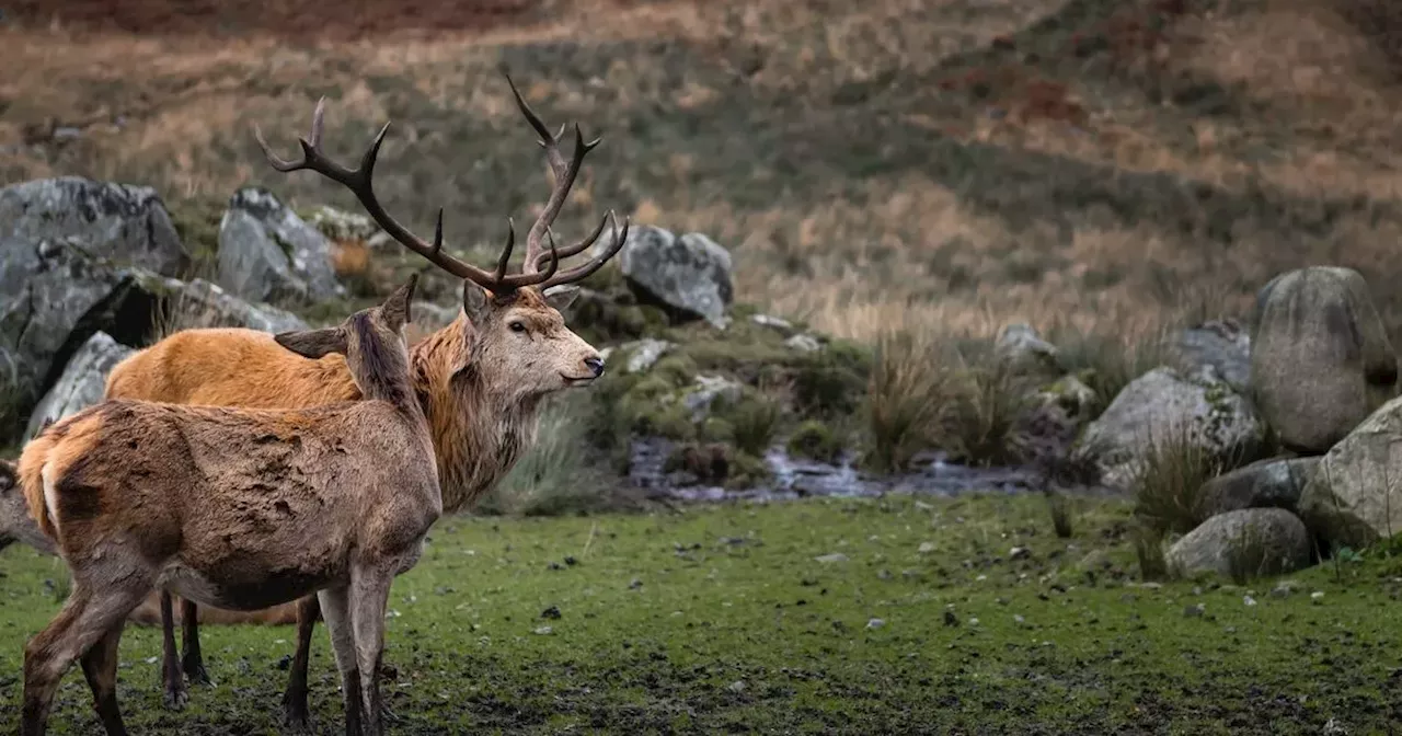 10 Scottish days out between Christmas and Hogmanay from husky rides to carnivals