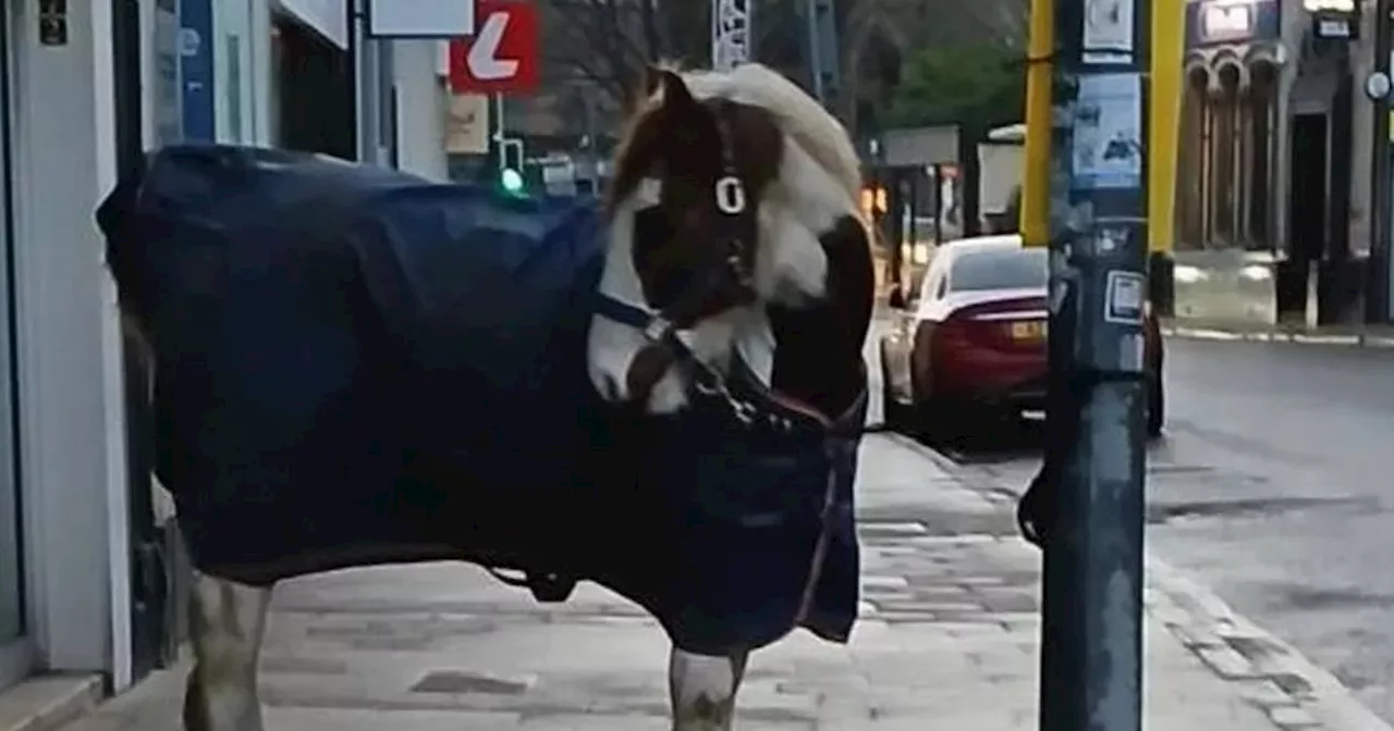 Horse tied to lamppost outside Edinburgh Greggs