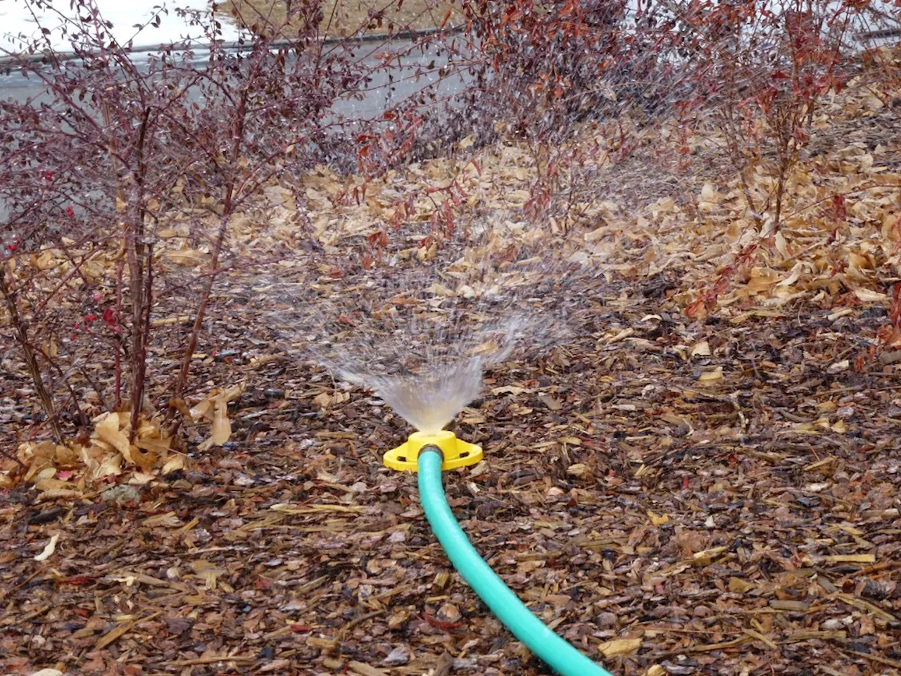 How to pay attention to your Colorado grasses and trees in the dry winter months