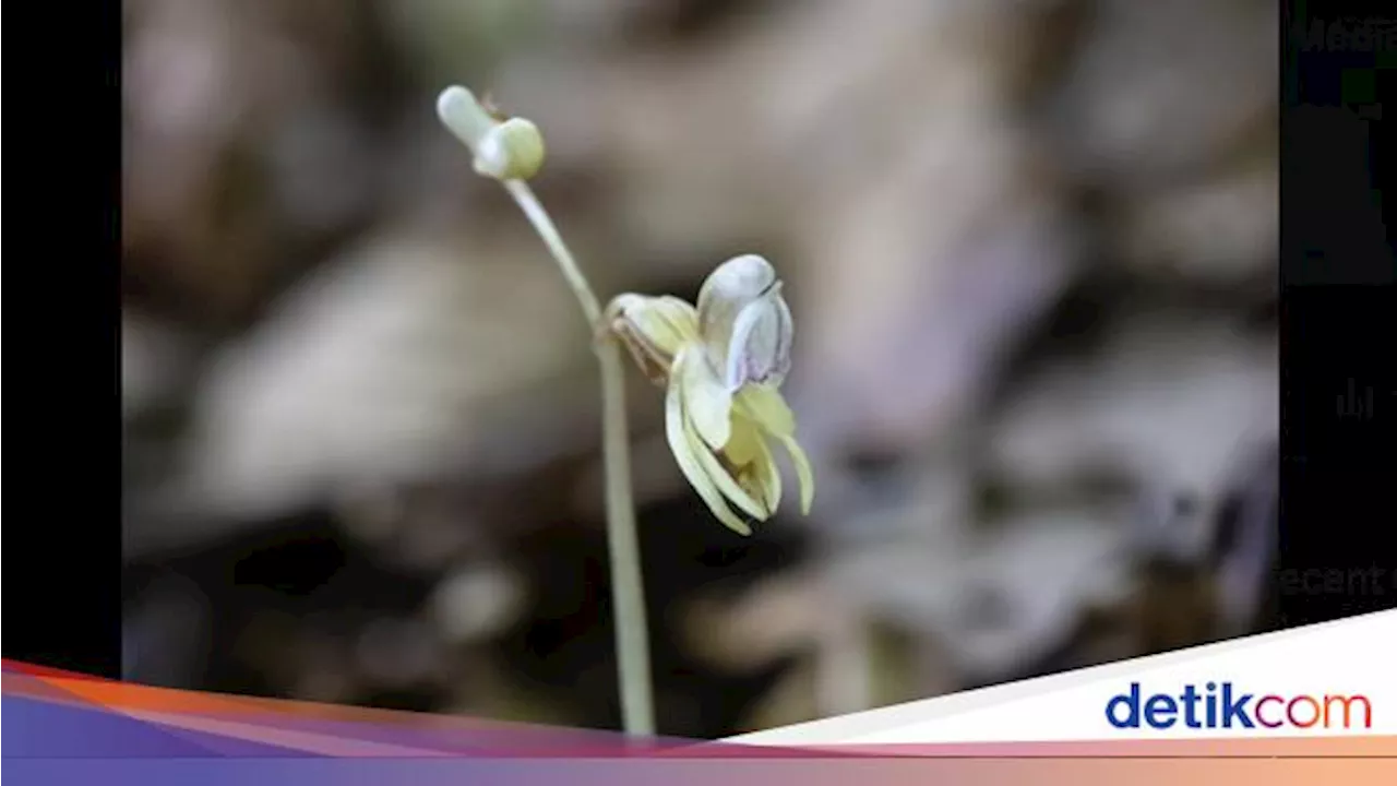 5 Tanaman Paling Kesepian di Dunia, Ada Anggrek Hantu di Inggris